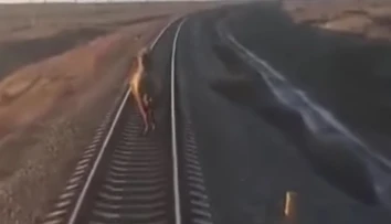 VIDEO: Vlak mal hodinové meškanie. Tvrdohlavé zviera odmietlo zísť z koľajníc