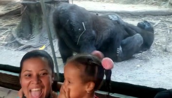 VIDEO: Návštevníci zoo neverili vlastným očiam. Gorily sa pred ich zrakmi začali oddávať radovánkam