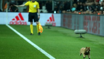 Zatúlaná mačka vyšla Besiktas poriadne draho, takúto pokutu klub dostal od UEFA