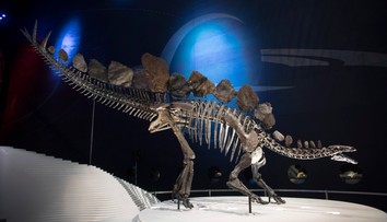 Kostra jedného z najikonickejších dinosaurov ide prvýkrát do dražby. Z nálezcu sa stane milionár