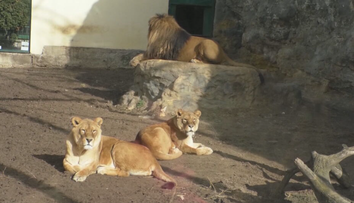 Exotické šelmy z ranča pri Žiline, ktoré usmrtili ošetrovateľa, by mali previezť do Indie