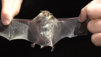 V Humennom odchytávali netopiere. Ak sa nasťahujú do ľudských obydlí, môžu vyvolať paniku