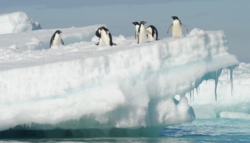 Vírus vtáčej chrípky sa rozšíril až do Anatarktídy. Môže zdecimovať populácie tučniakov