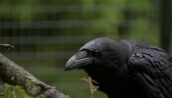 Útočí zákerným spôsobom a trúfne si aj na dospelú ovcu