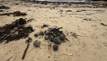 Záhada na populárnej pláži v Sydney. More vyplavilo stovky čiernych gúľ