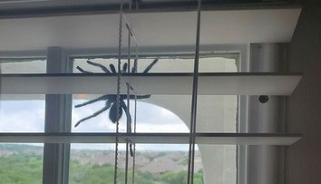 Manželia zostali v šoku. Po dverách sa im šplhal pavúk väčší ako ľudská dlaň