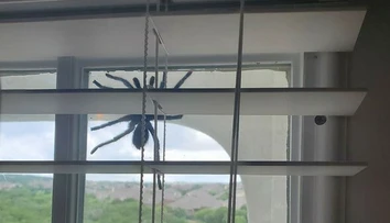 Manželia zostali v šoku. Po dverách sa im šplhal pavúk väčší ako ľudská dlaň