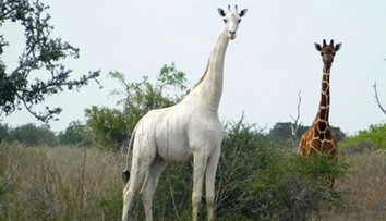 Tvrdý úder pre ochrancov zvierat: Pytliaci zabili jedinú známu samicu bielej žirafy