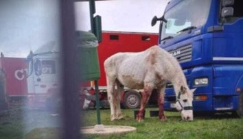 Zraneného a krvavého koňa ťahali von z auta. Obyvateľov Lučenca vydesil pohľad na zviera, ktoré viezli cirkusanti
