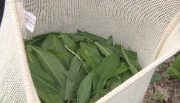 Medvedí cesnak už láka zberačov. Pozor, nie je povolené trhať ho všade a hrozí aj pokuta