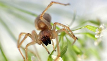 Čechov ohrozuje najjedovatejší pavúk