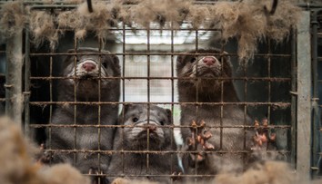 Aj Francúzi už likvidujú všetky norky pre zmutovanú formu koronavírusu