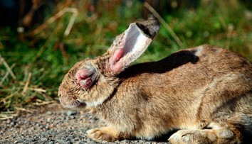 Po českom meste pobehujú králiky bez očí, polícia už zdochliny nestíha zbierať