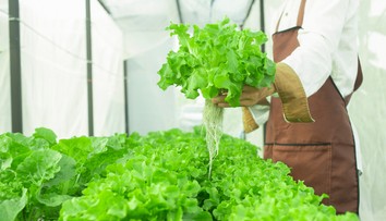 Nenahraditeľný hlávkový šalát: Zaraďte ho do jedálnička a posilnite svoje zdravie