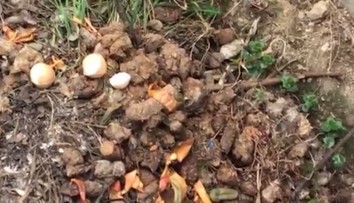 Reštaurácii pod oknami zapáchajú fekálie, suseda to ale vidí ako prírodné hnojivo