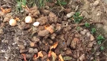Reštaurácii pod oknami zapáchajú fekálie, suseda to ale vidí ako prírodné hnojivo