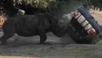 Hrozivý incident v Nemecku: Obrovský nosorožec zaútočil na ošetrovateľku, ktorá sedela v aute