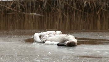 Na Záhorí potvrdili vtáčiu chrípku