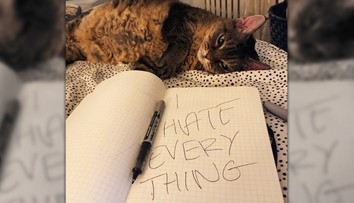 Mačka Grumpy má nasledovníčku. Hviezdou sociálnych sietí sa stala večne sklamaná Barbara