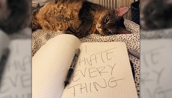 Mačka Grumpy má nasledovníčku. Hviezdou sociálnych sietí sa stala večne sklamaná Barbara