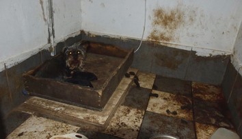 Šteniatka množila nelegálne a v otrasných podmienkach, žene hrozia až tri roky za mrežami