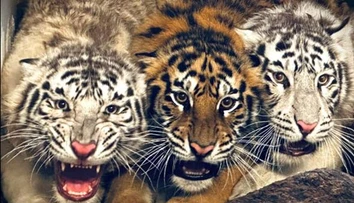 V bojnickej ZOO zahynulo mláďa tigra. O život ho zrejme pripravili jeho dve sestry