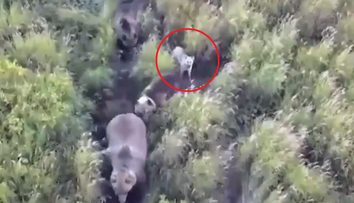 VIDEO: Rodina na Kamčatke nasadila do pátrania po stratenom huskym dron. Keď ho našli, čakalo ich obrovské prekvapenie