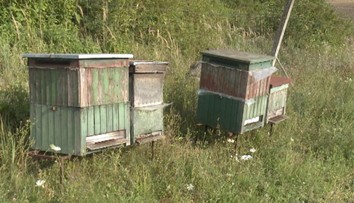 Včelár František prišiel o všetko. Zlodeji mu ukradli včely aj s medom