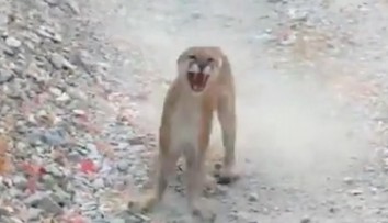 VIDEO: Muž počas turistiky zažil hotové peklo. V pätách mu bola vytrvalá puma