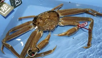 Obrovského kraba vydražili za rekordnú sumu. To bude ale drahá večera