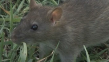 V Košiciach sa premnožili potkany. Radnica totiž nederatizovala miesta, kde sa združujú