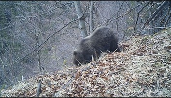 V areáli kúpeľov Sliač videli malé medvieďa. Miestni sa boja, či sa v okolí nenachádza jeho matka