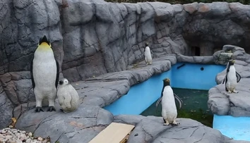 Prečo sa nehýbu? Nová exotická atrakcia britskej zoo pôsobí ako zlý vtip