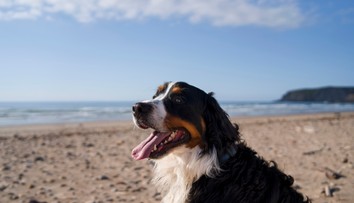 Zdravotné riziká dovoleniek: Veterinárka varuje pred chorobou, ktorá môže byť smrteľná