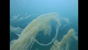 Na severe Jadranu sa vyskytol čudesný morský úkaz. Odborník opísal o čo ide