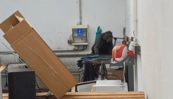 Chytili makaka, ktorý ušiel zo zoo