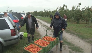 Po krupobití narýchlo oberali v daždi. Ovocinárovi z Duloviec zachránili sezónu marhúľ stovky samozberačov