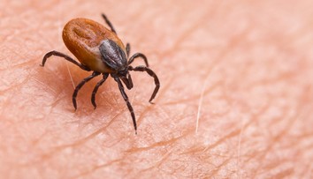 V žilinskej nemocnici evidujú stále viac pacientov infikovaných kliešťom