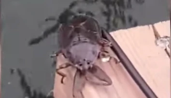 VIDEO: Rybár neveril vlastným očiam. Odrazu mu na lodi robil spoločnosť hrozivo vyzerajúci tvor