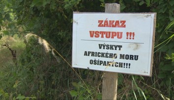 V najväčšom slovenskom okrese sa šíri africký mor ošípaných. Pribúdajú obce so zákazom vstupu do lesa