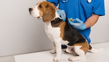 Majitelia psíkov pozor, už máte iba pár dní na dôležitú vec pre vášho miláčika