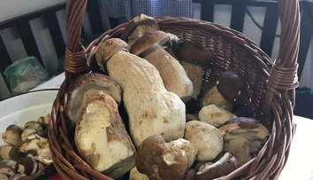Už rastú! Pani Jana sa z lesa vrátila s takouto bohatou nádielkou