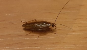 Bratislavské internáty zamorili šváby. Odborník však zdôrazňuje dôležitú vec