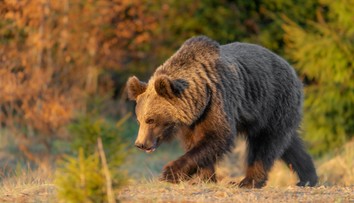 Mimo turistického chodníka. Medveď v okrese Detva zaútočil na dvoch ľudí, zasahoval vrtuľník