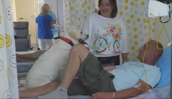 V nemocnici rozdáva pacientom radosť. Sučka labradora vykonáva špeciálnu terapiu