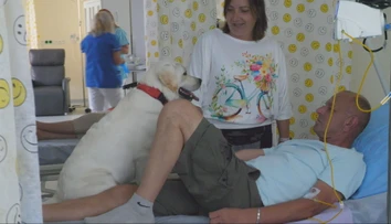 V nemocnici rozdáva pacientom radosť. Sučka labradora vykonáva špeciálnu terapiu