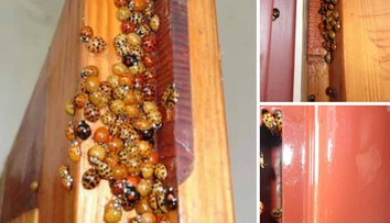 Sú hladné a útočia aj na ľudí. Ako sa zbavíte otravných lienok?