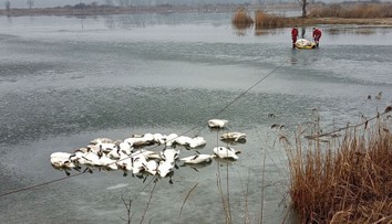 Vyčíňa vtáčia chrípka. Zo štrkoviska na Záhorí vytiahli až 70 uhynutých labutí