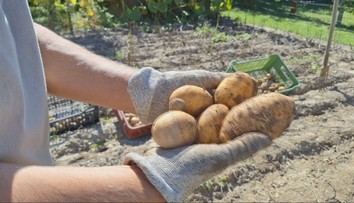 Zber zemiakov v polovici augusta? Na takúto situáciu si záhradkári zo severu Slovenska nepamätajú