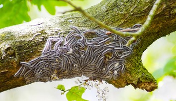 Západ Európy bojuje s toxickou húsenicou, jej chĺpky môžu byť smrtiace